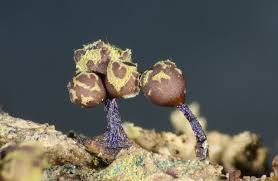 Attēlu rezultāti vaicājumam “Trichia botrytis var. cerifera macro”