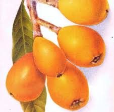 Attēlu rezultāti vaicājumam “Libanotis montana fruit”