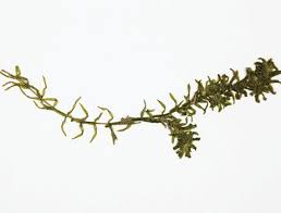 Attēlu rezultāti vaicājumam “Elodea canadensis leaf”