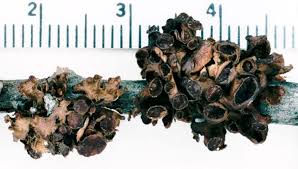 Attēlu rezultāti vaicājumam “Cetraria sepincola”