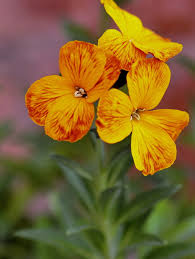 Image result for Cheiranthus cheiri