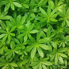 Image result for Galium odoratum