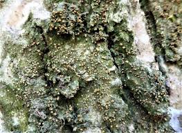 Attēlu rezultāti vaicājumam “Biatora sphaeroides”