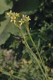 Attēlu rezultāti vaicājumam “Sisymbrium loeselii flower”