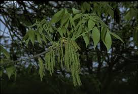 Attēlu rezultāti vaicājumam “Carya ovata leaf”