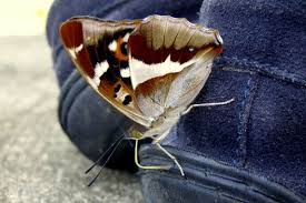 Attēlu rezultāti vaicājumam “Apatura iris female”