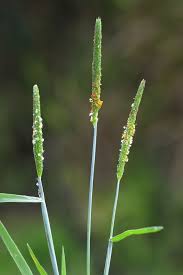 Attēlu rezultāti vaicājumam “Alopecurus aequalis flower”