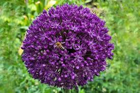 Image result for Zierlauch