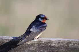 Attēlu rezultāti vaicājumam “Hirundinidae”