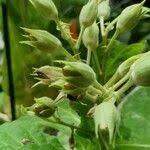 Attēlu rezultāti vaicājumam “Nicotiana tabacum fruit”
