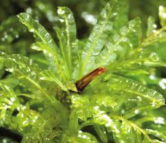 Attēlu rezultāti vaicājumam “Plagiomnium undulatum sporophyte”