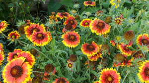 Image result for Gaillardia `Kobold`