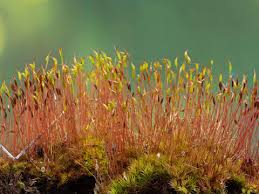 Attēlu rezultāti vaicājumam “Tortula muralis sporophyte”