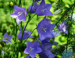 Attēlu rezultāti vaicājumam “Campanula persicifolia leaf”