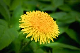 Attēlu rezultāti vaicājumam “Taraxacum officinale aggr.”