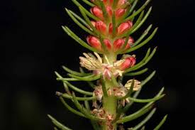 Attēlu rezultāti vaicājumam “Haloragaceae”