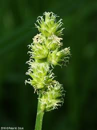 Attēlu rezultāti vaicājumam “Carex cespitosa flower”
