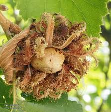 Attēlu rezultāti vaicājumam “Corylus colurna”