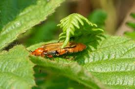 Attēlu rezultāti vaicājumam “Cantharis livida”