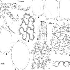 Attēlu rezultāti vaicājumam “Sphagnum austinii”