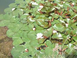 Attēlu rezultāti vaicājumam “Nymphaea alba”