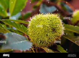 Attēlu rezultāti vaicājumam “Castanea sativa  fruit”