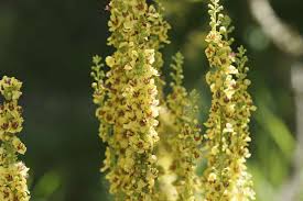 Image result for Königskerzen