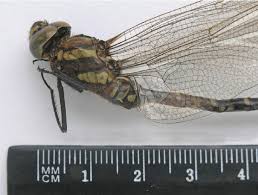 Attēlu rezultāti vaicājumam “Aeshna juncea male”