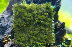 Attēlu rezultāti vaicājumam “Fissidens”