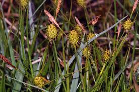 Attēlu rezultāti vaicājumam “Carex lepidocarpa”