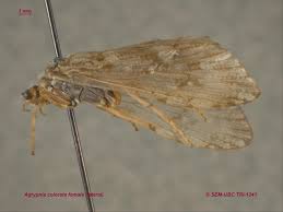 Attēlu rezultāti vaicājumam “Phryganeidae”