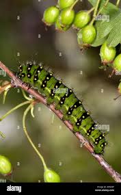 Attēlu rezultāti vaicājumam “Saturnia pavonia cocoon”