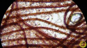 Attēlu rezultāti vaicājumam “Cribraria cancellata young”