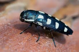 Attēlu rezultāti vaicājumam “Buprestidae”