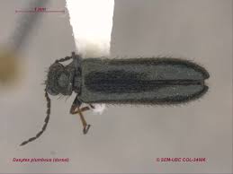 Attēlu rezultāti vaicājumam “Dasytes sp.”