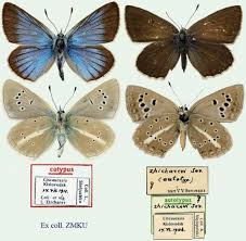 Attēlu rezultāti vaicājumam “Agrodiaetus damon”