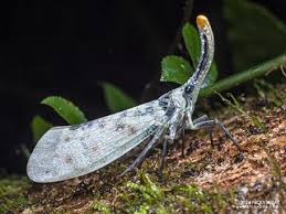 Attēlu rezultāti vaicājumam “Fuligo licentii macro”