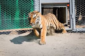 Afbeeldingsresultaat voor tijgers