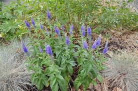 Attēlu rezultāti vaicājumam “Veronica spicata leaf”