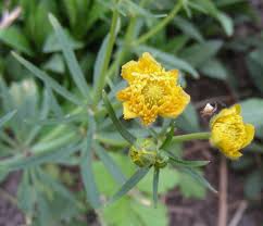 Attēlu rezultāti vaicājumam “Ranunculus auricomus flower”