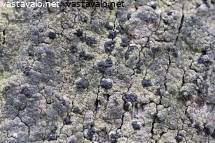 Attēlu rezultāti vaicājumam “Hertelidea botryosa”