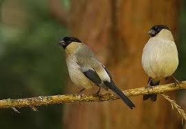 Attēlu rezultāti vaicājumam “Pyrrhula pyrrhula”