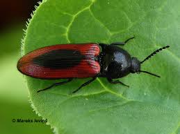 Attēlu rezultāti vaicājumam “Harminius undulatus”