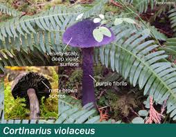 Attēlu rezultāti vaicājumam “Cortinarius violaceus”