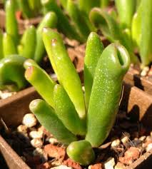 Image result for Crassula hobbit