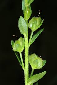 Attēlu rezultāti vaicājumam “Veronica serpyllifolia bud”