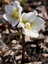 Attēlu rezultāti vaicājumam “Helleborus niger”
