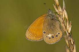 Attēlu rezultāti vaicājumam “Coenonympha glycerion underside”