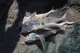 Image result for Callorhinchus capensis