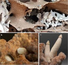 Attēlu rezultāti vaicājumam “Didymium aggregatum spores”